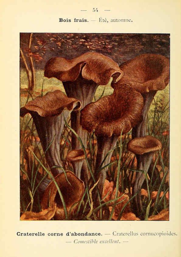 Reproducción/Reproduction 6459648097: Nouvel atlas de poche des champignons comestibles et vénéneux. v.1. Paris,Léon Lhome,1911-1912