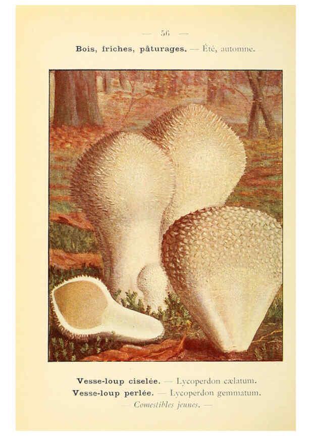Reproducción/Reproduction 6459649033: Nouvel atlas de poche des champignons comestibles et vénéneux. v.1. Paris,Léon Lhome,1911-1912