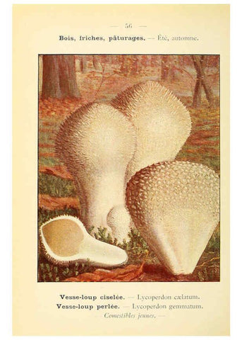 Reproducción/Reproduction 6459649033: Nouvel atlas de poche des champignons comestibles et vénéneux. v.1. Paris,Léon Lhome,1911-1912