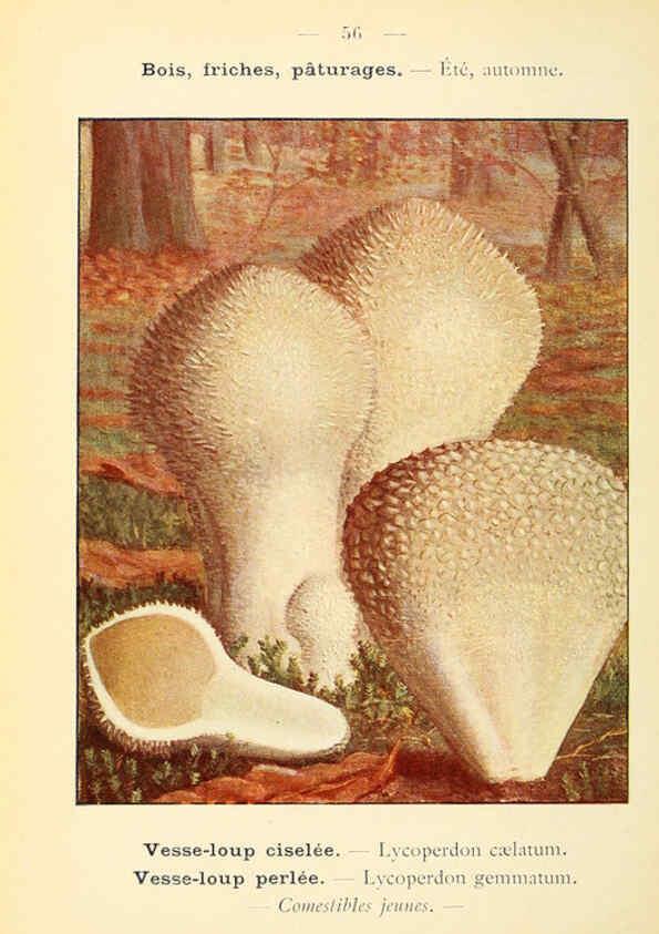Reproducción/Reproduction 6459649033: Nouvel atlas de poche des champignons comestibles et vénéneux. v.1. Paris,Léon Lhome,1911-1912