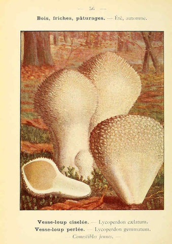 Reproducción/Reproduction 6459649033: Nouvel atlas de poche des champignons comestibles et vénéneux. v.1. Paris,Léon Lhome,1911-1912