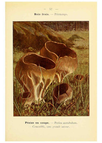 Reproducción/Reproduction 6459649573: Nouvel atlas de poche des champignons comestibles et vénéneux. v.1. Paris,Léon Lhome,1911-1912