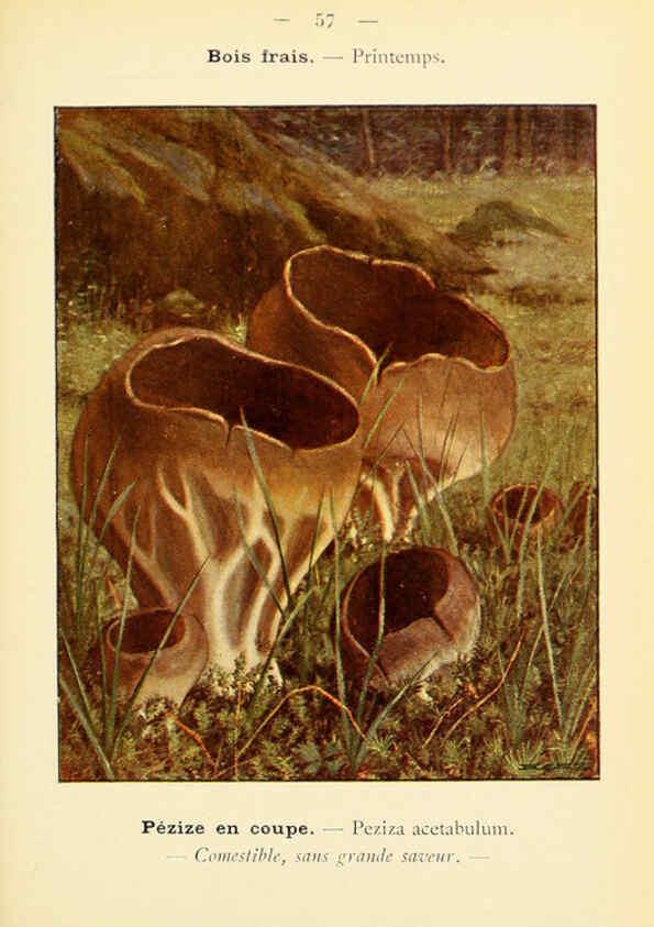 Reproducción/Reproduction 6459649573: Nouvel atlas de poche des champignons comestibles et vénéneux. v.1. Paris,Léon Lhome,1911-1912