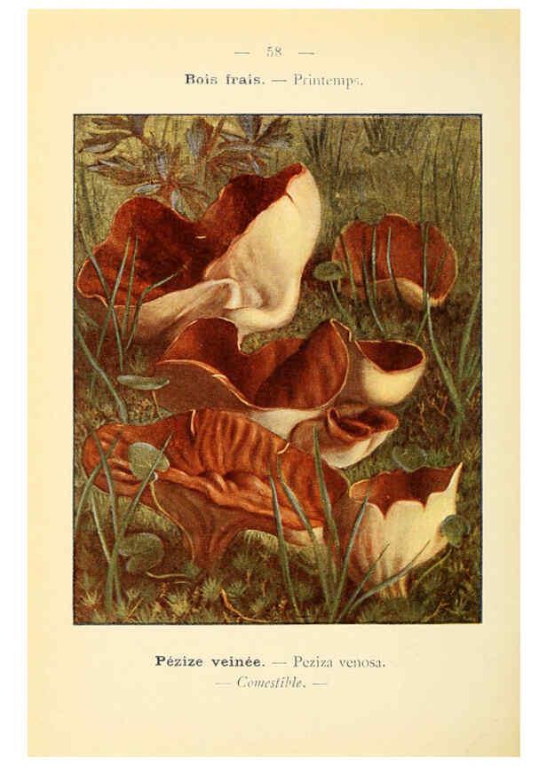 Reproducción/Reproduction 6459649947: Nouvel atlas de poche des champignons comestibles et vénéneux. v.1. Paris,Léon Lhome,1911-1912