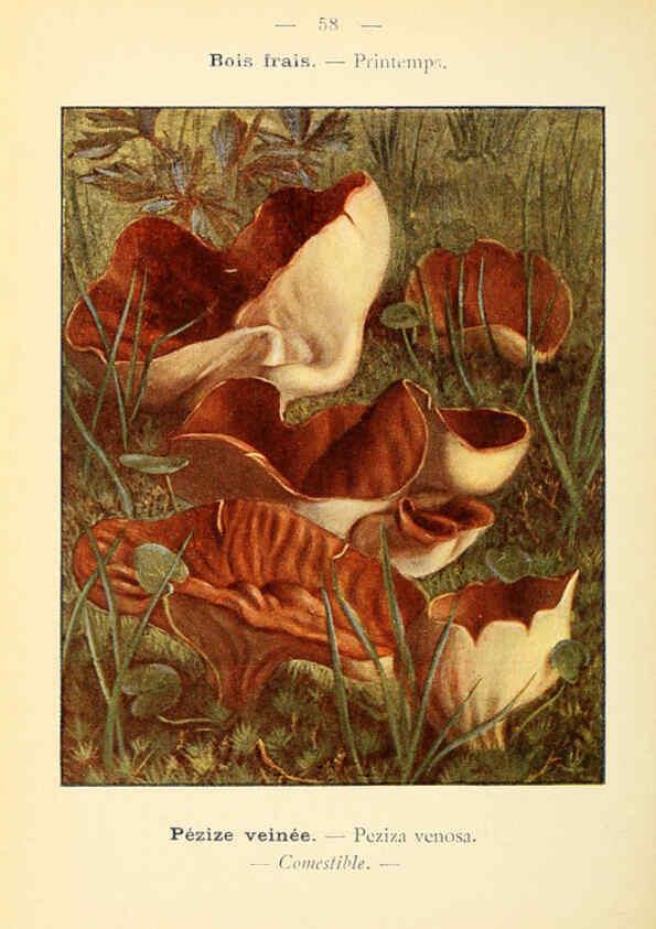 Reproducción/Reproduction 6459649947: Nouvel atlas de poche des champignons comestibles et vénéneux. v.1. Paris,Léon Lhome,1911-1912