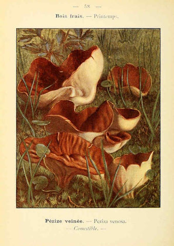 Reproducción/Reproduction 6459649947: Nouvel atlas de poche des champignons comestibles et vénéneux. v.1. Paris,Léon Lhome,1911-1912