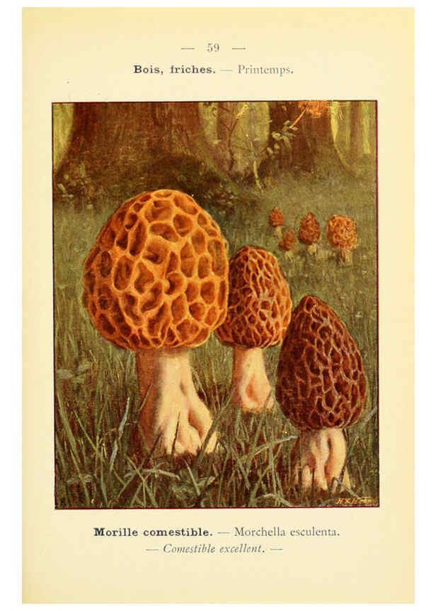 Reproducción/Reproduction 6459650321: Nouvel atlas de poche des champignons comestibles et vénéneux. v.1. Paris,Léon Lhome,1911-1912