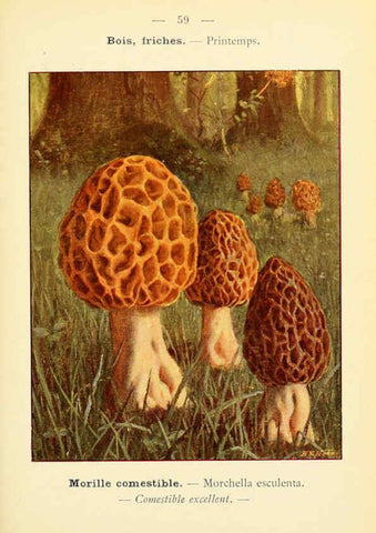 Reproducción/Reproduction 6459650321: Nouvel atlas de poche des champignons comestibles et vénéneux. v.1. Paris,Léon Lhome,1911-1912