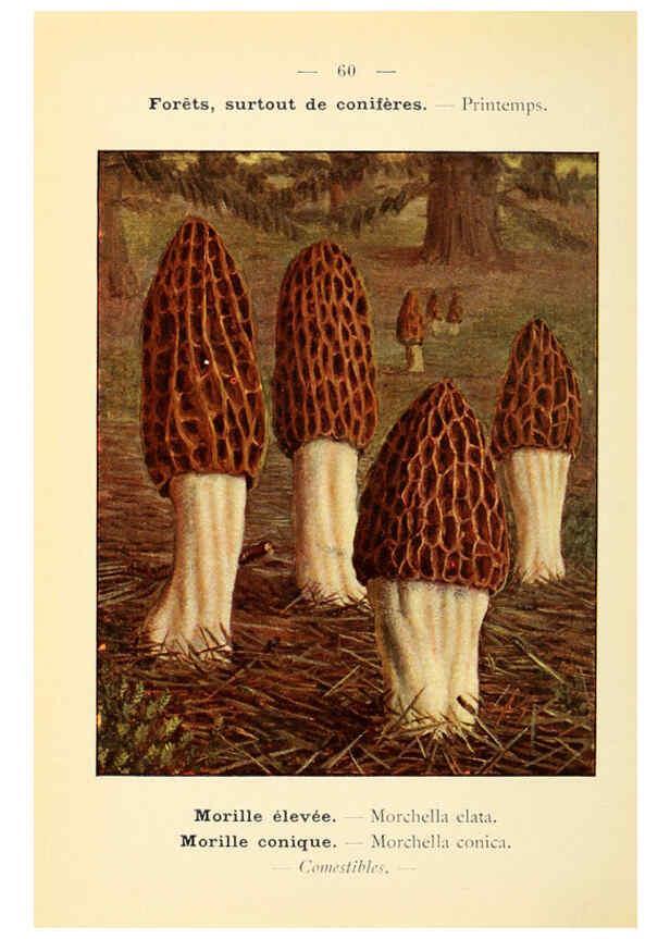 Reproducción/Reproduction 6459650839: Nouvel atlas de poche des champignons comestibles et vénéneux. v.1. Paris,Léon Lhome,1911-1912