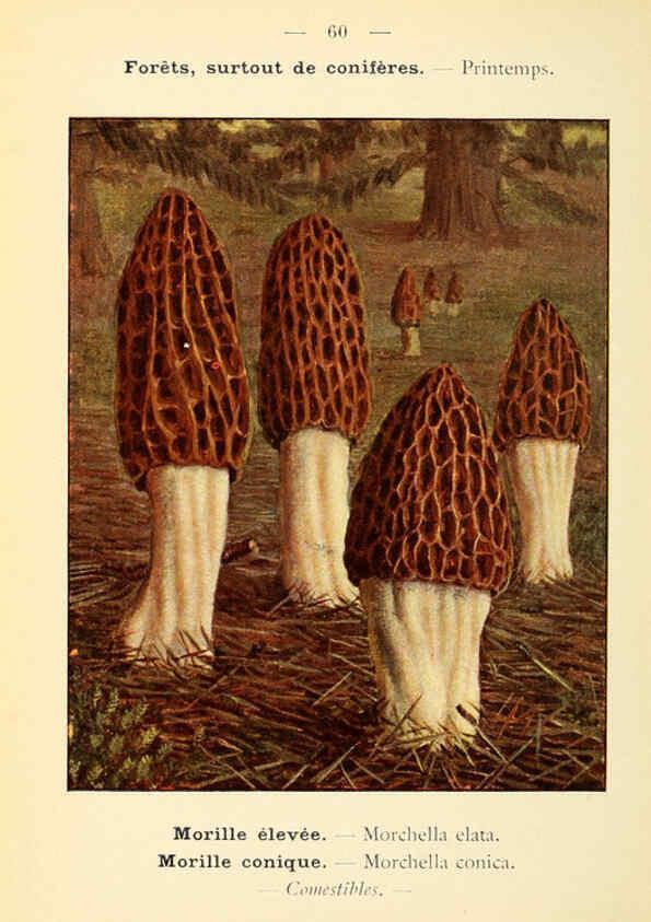 Reproducción/Reproduction 6459650839: Nouvel atlas de poche des champignons comestibles et vénéneux. v.1. Paris,Léon Lhome,1911-1912
