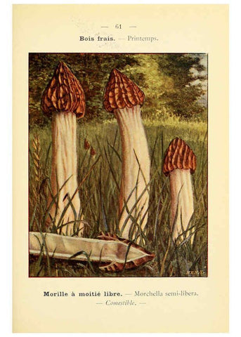 Reproducción/Reproduction 6459651353: Nouvel atlas de poche des champignons comestibles et vénéneux. v.1. Paris,Léon Lhome,1911-1912