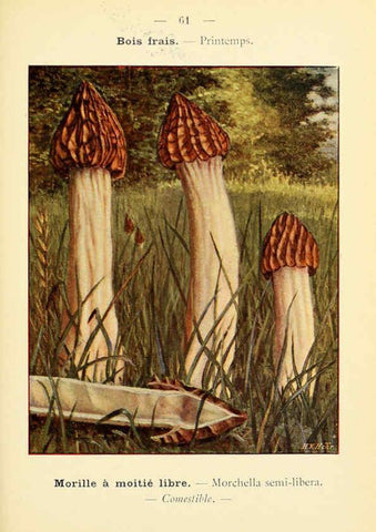 Reproducción/Reproduction 6459651353: Nouvel atlas de poche des champignons comestibles et vénéneux. v.1. Paris,Léon Lhome,1911-1912