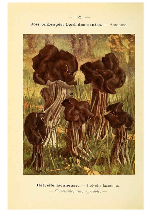 Reproducción/Reproduction 6459651843: Nouvel atlas de poche des champignons comestibles et vénéneux. v.1. Paris,Léon Lhome,1911-1912