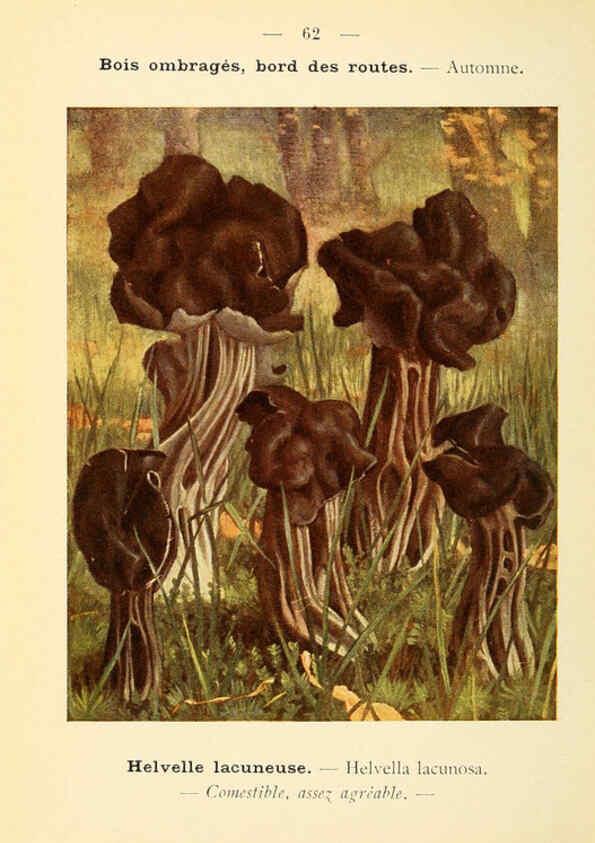 Reproducción/Reproduction 6459651843: Nouvel atlas de poche des champignons comestibles et vénéneux. v.1. Paris,Léon Lhome,1911-1912