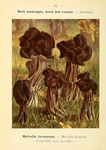 Reproducción/Reproduction 6459651843: Nouvel atlas de poche des champignons comestibles et vénéneux. v.1. Paris,Léon Lhome,1911-1912
