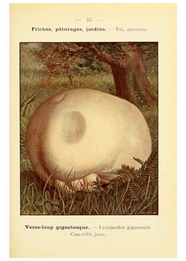 Reproducción/Reproduction 6459648481: Nouvel atlas de poche des champignons comestibles et vénéneux. v.1. Paris,Léon Lhome,1911-1912