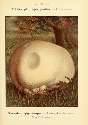 Reproducción/Reproduction 6459648481: Nouvel atlas de poche des champignons comestibles et vénéneux. v.1. Paris,Léon Lhome,1911-1912