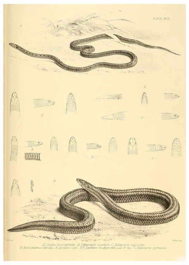 Reproducción/Reproduction 6459727951: The reptiles of British India London :Pub. for the Ray society by R. Hardwicke,1864