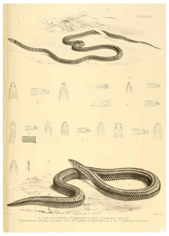 Reproducción/Reproduction 6459727951: The reptiles of British India London :Pub. for the Ray society by R. Hardwicke,1864
