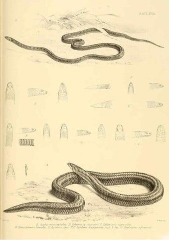 Reproducción/Reproduction 6459727951: The reptiles of British India London :Pub. for the Ray society by R. Hardwicke,1864