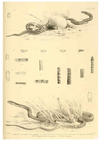 Reproducción/Reproduction 6459728299: The reptiles of British India London :Pub. for the Ray society by R. Hardwicke,1864
