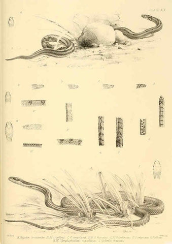 Reproducción/Reproduction 6459728299: The reptiles of British India London :Pub. for the Ray society by R. Hardwicke,1864