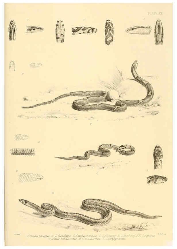 Reproducción/Reproduction 6459728689: The reptiles of British India London :Pub. for the Ray society by R. Hardwicke,1864