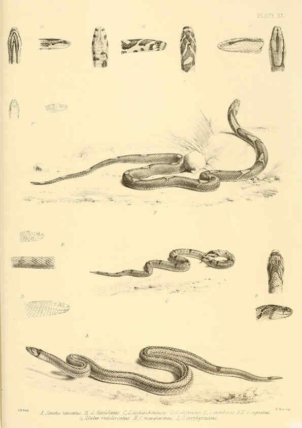 Reproducción/Reproduction 6459728689: The reptiles of British India London :Pub. for the Ray society by R. Hardwicke,1864