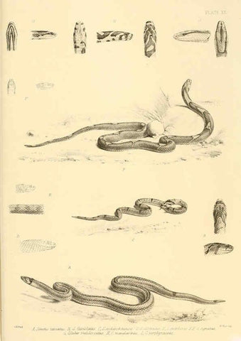 Reproducción/Reproduction 6459728689: The reptiles of British India London :Pub. for the Ray society by R. Hardwicke,1864