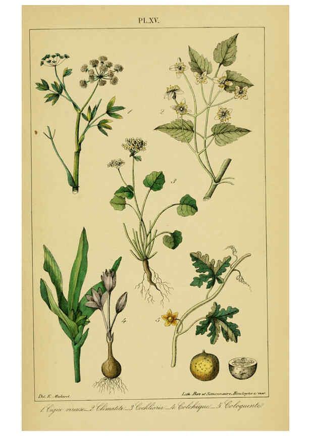 Reproducción/Reproduction 6459816793: Traité pratique et raisonné des plantes médicinales indigènes. 1868. Paris,P. Asselin,1868