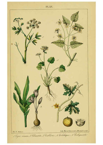 Reproducción/Reproduction 6459816793: Traité pratique et raisonné des plantes médicinales indigènes. 1868. Paris,P. Asselin,1868