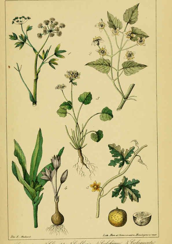Reproducción/Reproduction 6459816793: Traité pratique et raisonné des plantes médicinales indigènes. 1868. Paris,P. Asselin,1868