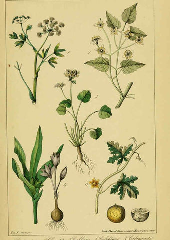 Reproducción/Reproduction 6459816793: Traité pratique et raisonné des plantes médicinales indigènes. 1868. Paris,P. Asselin,1868