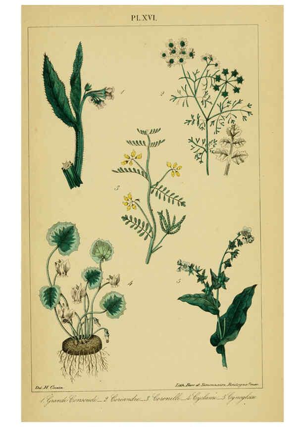 Reproducción/Reproduction 6459817229: Traité pratique et raisonné des plantes médicinales indigènes. 1868. Paris,P. Asselin,1868