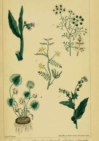 Reproducción/Reproduction 6459817229: Traité pratique et raisonné des plantes médicinales indigènes. 1868. Paris,P. Asselin,1868