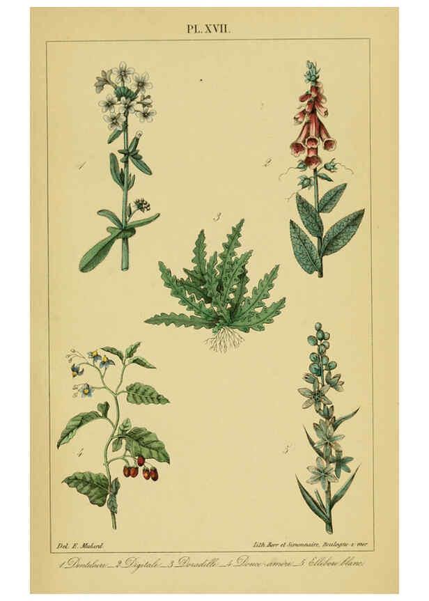 Reproducción/Reproduction 6459817757: Traité pratique et raisonné des plantes médicinales indigènes. 1868. Paris,P. Asselin,1868