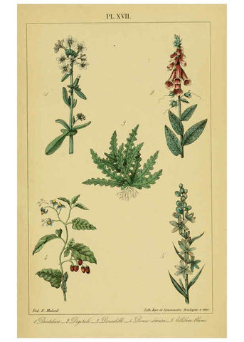 Reproducción/Reproduction 6459817757: Traité pratique et raisonné des plantes médicinales indigènes. 1868. Paris,P. Asselin,1868