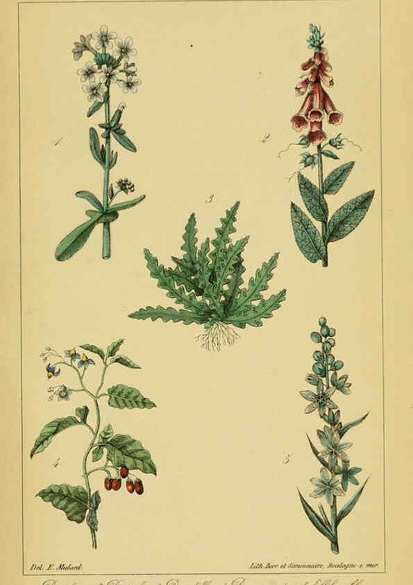 Reproducción/Reproduction 6459817757: Traité pratique et raisonné des plantes médicinales indigènes. 1868. Paris,P. Asselin,1868