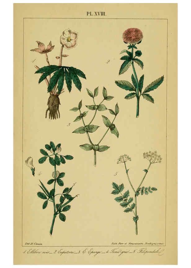 Reproducción/Reproduction 6459818169: Traité pratique et raisonné des plantes médicinales indigènes. 1868. Paris,P. Asselin,1868