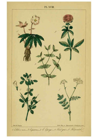 Reproducción/Reproduction 6459818169: Traité pratique et raisonné des plantes médicinales indigènes. 1868. Paris,P. Asselin,1868