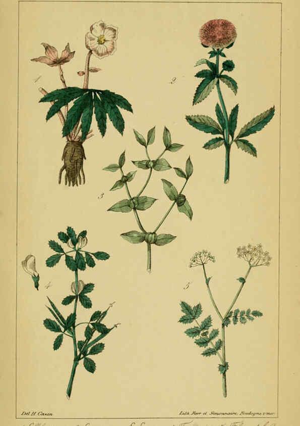 Reproducción/Reproduction 6459818169: Traité pratique et raisonné des plantes médicinales indigènes. 1868. Paris,P. Asselin,1868