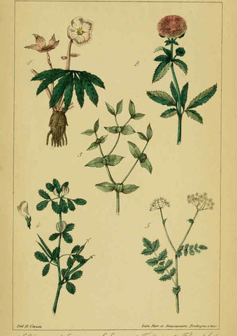 Reproducción/Reproduction 6459818169: Traité pratique et raisonné des plantes médicinales indigènes. 1868. Paris,P. Asselin,1868