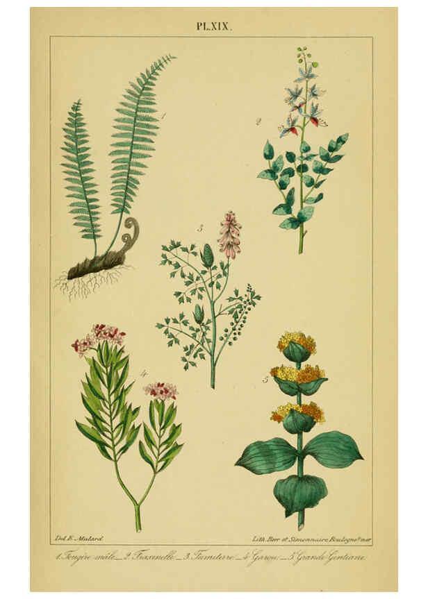 Reproducción/Reproduction 6459818741: Traité pratique et raisonné des plantes médicinales indigènes. 1868. Paris,P. Asselin,1868