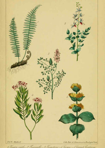 Reproducción/Reproduction 6459818741: Traité pratique et raisonné des plantes médicinales indigènes. 1868. Paris,P. Asselin,1868