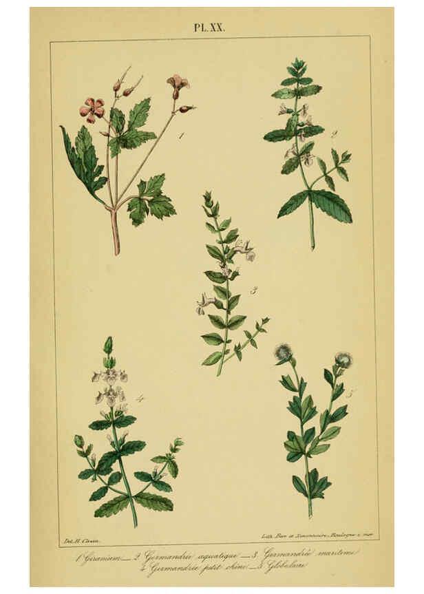 Reproducción/Reproduction 6459819269: Traité pratique et raisonné des plantes médicinales indigènes. 1868. Paris,P. Asselin,1868