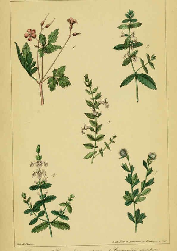 Reproducción/Reproduction 6459819269: Traité pratique et raisonné des plantes médicinales indigènes. 1868. Paris,P. Asselin,1868