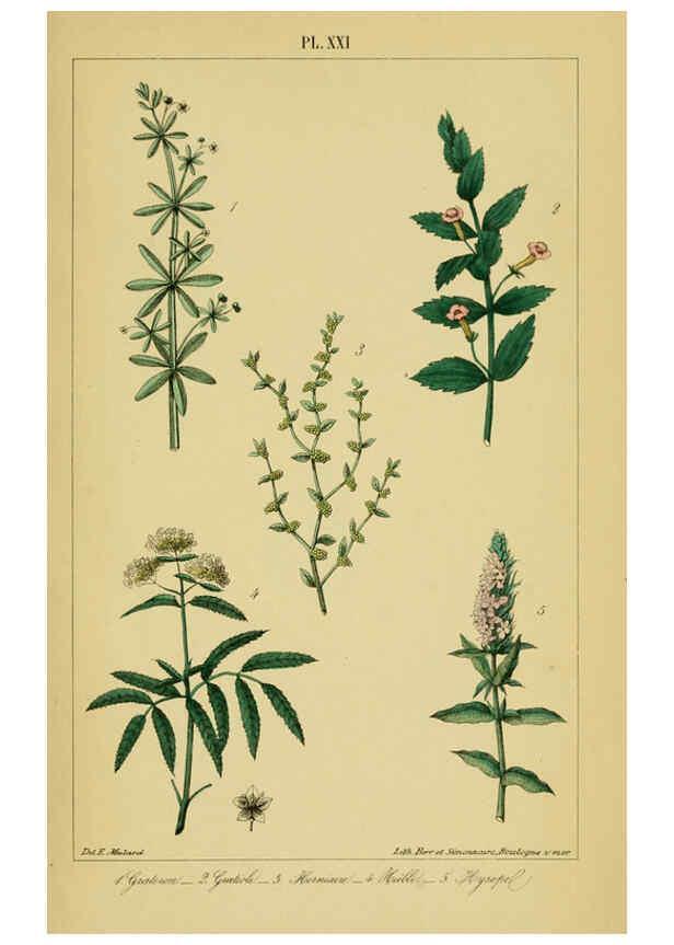 Reproducción/Reproduction 6459819699: Traité pratique et raisonné des plantes médicinales indigènes. 1868. Paris,P. Asselin,1868