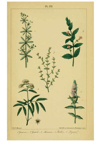 Reproducción/Reproduction 6459819699: Traité pratique et raisonné des plantes médicinales indigènes. 1868. Paris,P. Asselin,1868