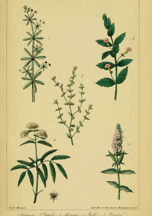 Reproducción/Reproduction 6459819699: Traité pratique et raisonné des plantes médicinales indigènes. 1868. Paris,P. Asselin,1868