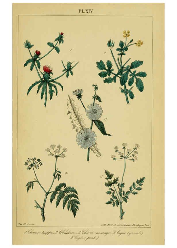 Reproducción/Reproduction 6459815863: Traité pratique et raisonné des plantes médicinales indigènes. 1868. Paris,P. Asselin,1868